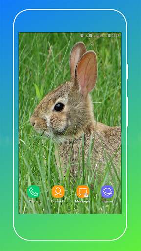 Rabbit Wallpaper screenshot 6