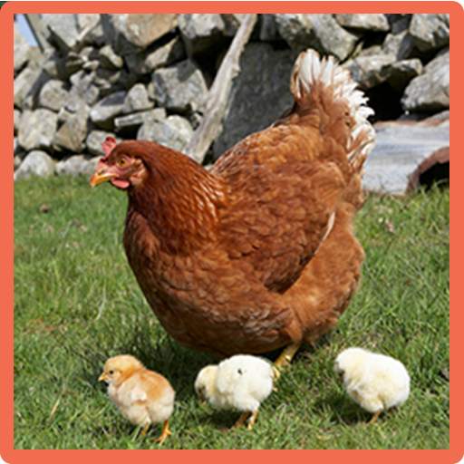 Hen Memory Game 3.0
