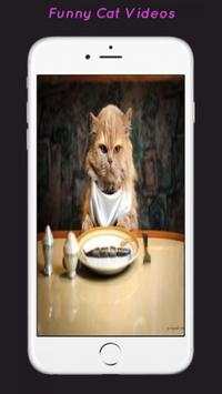 Funny Cat Videos screenshot 1