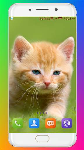 Cat Wallpaper HD screenshot 4
