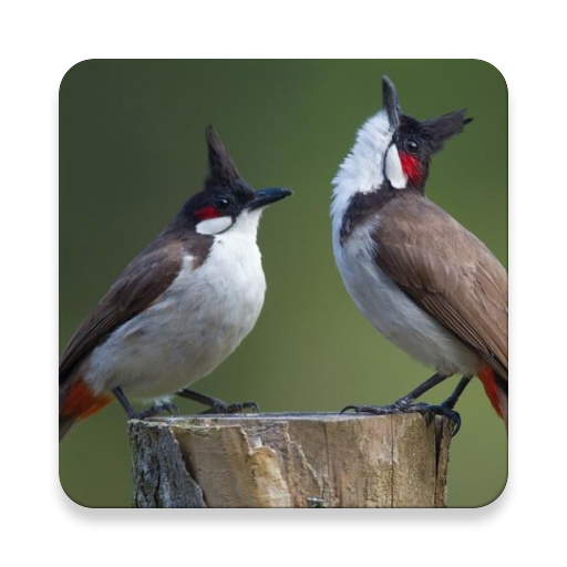 Thai Bird Sound Collections~ Sclip.app icon