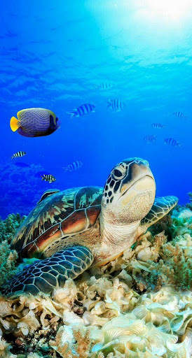 UnderWater Video Live Wallpaper screenshot 2