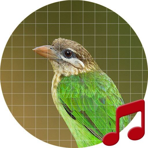 Asian barbet bird Sounds ~ Sboard.pro icon
