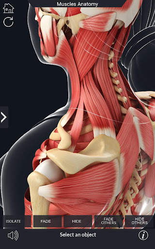 My Muscle Anatomy screenshot 6
