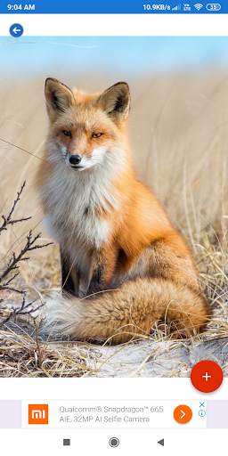 Fox Wallpaper: HD images, Free Pics download screenshot 3