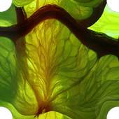 Lime - Internet Browser 0.1