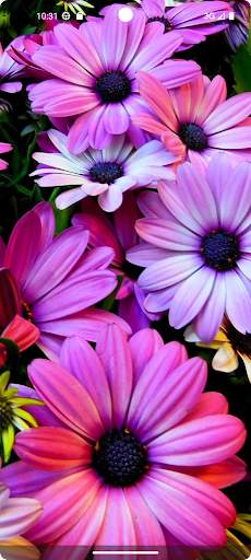 Flower Wallpapers in HD, 4K screenshot 8