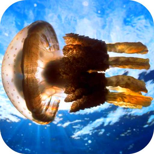 Jellyfish Video Live Wallpaper 9.0