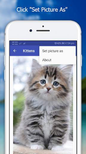 Cutie Cat Wallpaper screenshot 4