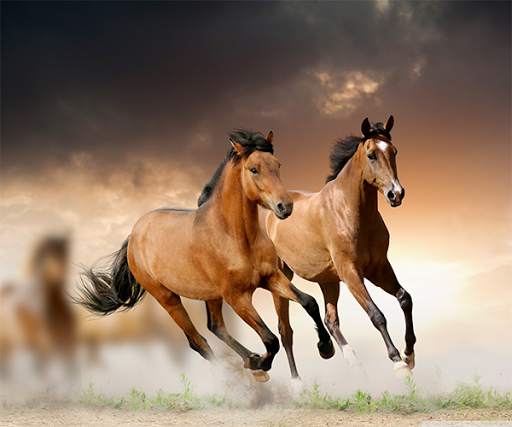 Horse Live Wallpaper screenshot 3