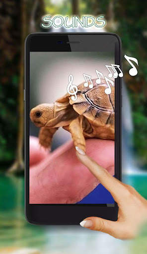 Turtles Cute Live Wallpaper screenshot 1