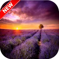 Lavender Wallpaper - Flower Wallpaper