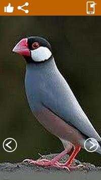 Burung hidup wallpaper screenshot 3