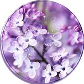Lilac Lavender Theme Purple 1.1.4