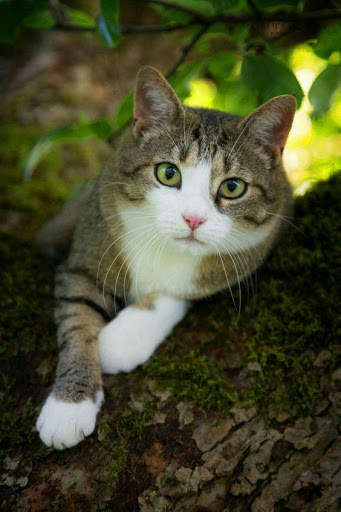 Cat HD Live Wallpaper screenshot 4
