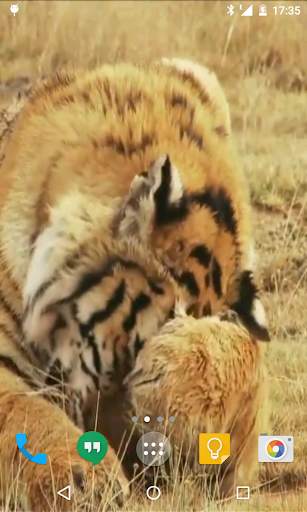 Tiger Live Wallpaper screenshot 4