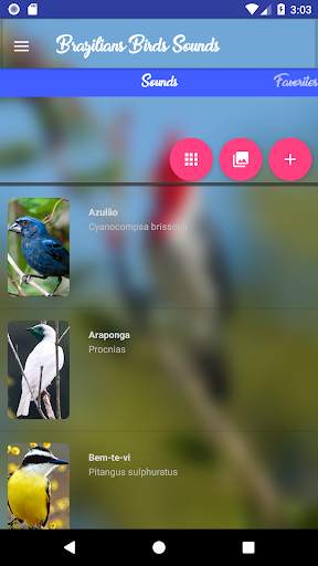 Brazilian's birds sounds screenshot 1