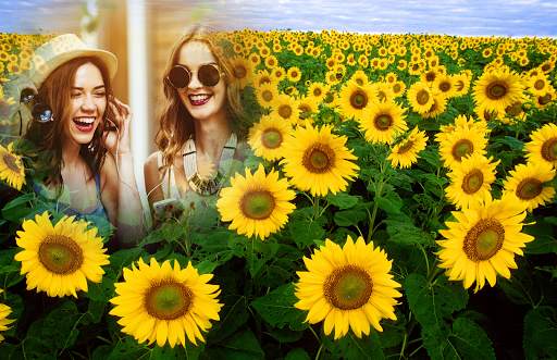 Sunflower Photo Frames 4 تصوير الشاشة