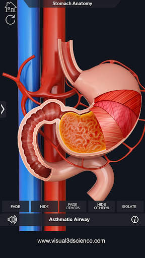 My Stomach Anatomy screenshot 3