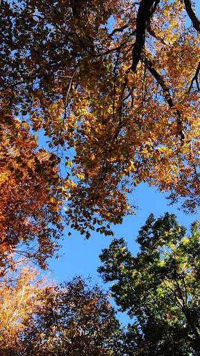 Autumn Wallpapers HD & 4k Backgrounds screenshot 3