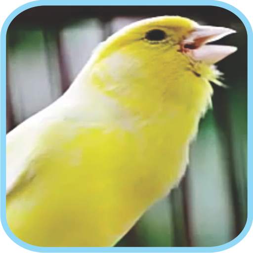 Masteran Kicau Burung Kenari 9.0