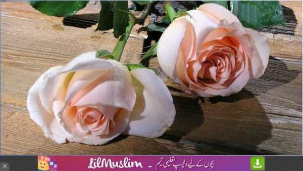 Free Flowers Wallpapers screenshot 3