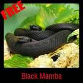 Black Mamba on 9Apps