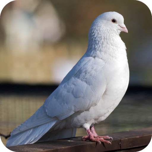 Pigeon Wallpaper 1.03
