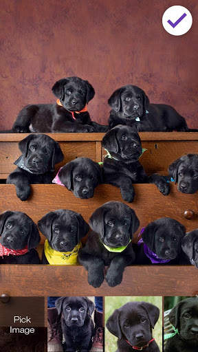 Cute Black Labrador Puppies Screen Lock screenshot 3