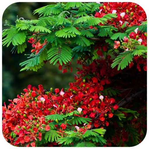 Flower Tree Wallpaper icon