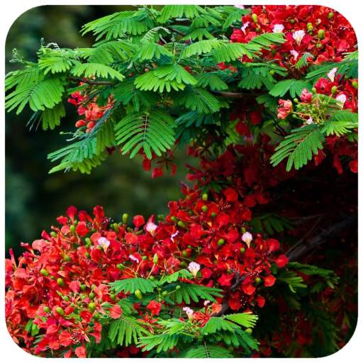 Flower Tree Wallpaper 1.09