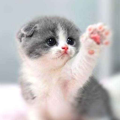 Cat Wallpapers HD Cute 3.3.5