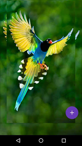 Flying Birds Live Wallpaper screenshot 8