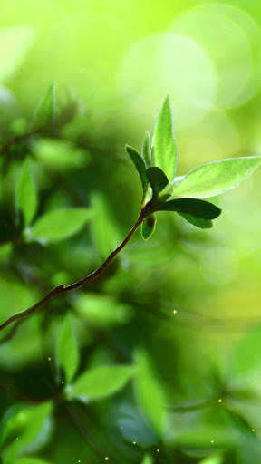 Spring Buds Live Wallpaper screenshot 5