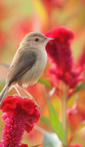 Bird Wallpaper 4K screenshot 1