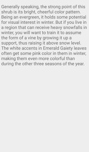 Euonymus Emerald Gaiety 6 تصوير الشاشة