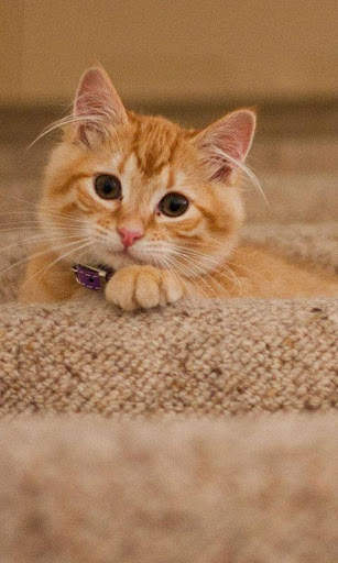 Sassy Cat Live Wallpaper screenshot 5