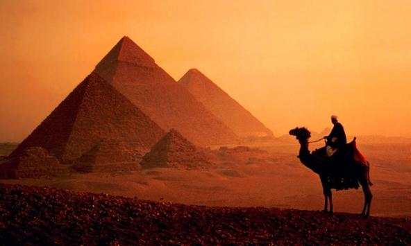 Camel wallpapers screenshot 2