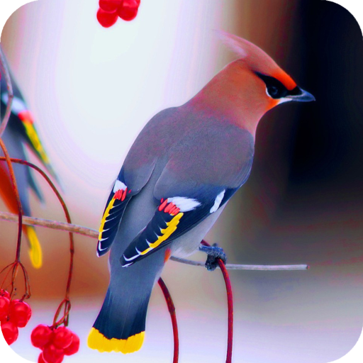 Bird Wallpaper New 4K icon
