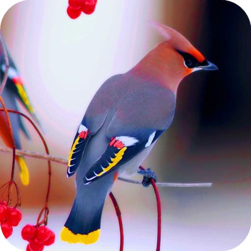 Bird Wallpaper New 4K 1.01
