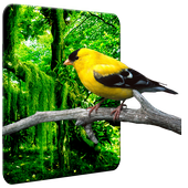 Birds Wallpaper HD आइकन