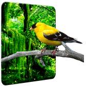 Birds Wallpaper HD 1.0.4