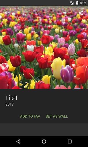 Tulips Wallpapers screenshot 3