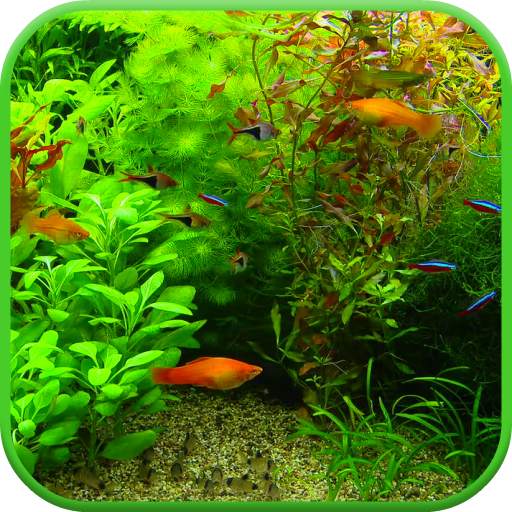 Real Aquarium 3D Wallpaper 3.0