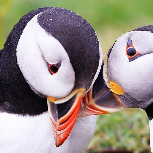 Atlantic Puffin Bird Wallpapers HD icon