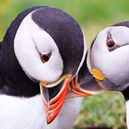Atlantic Puffin Bird Wallpapers HD 1.0