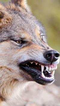 HD Wolf Wallpapers screenshot 11