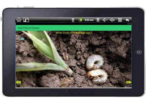 Maize Pests and Diseases screenshot 6