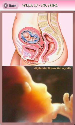 Pregnancy Info - Free screenshot 3