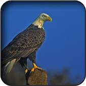 Bald Eagles Wallpapers 5.0